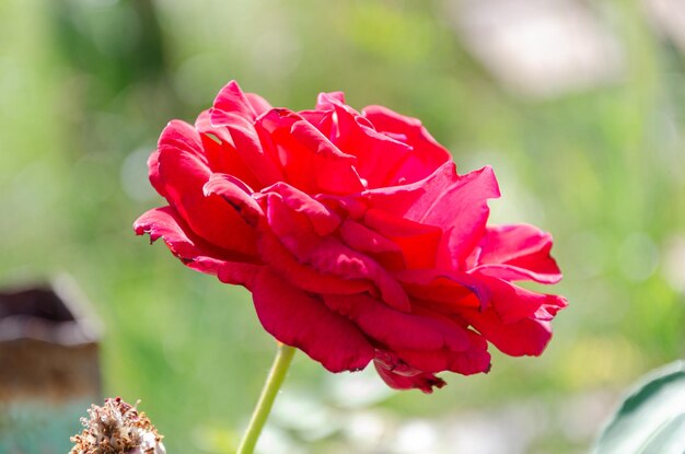 Red rose in the sun in the garden on a summer day. The beauty and diversity of flowers.