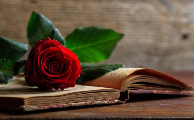 red rose on a vintage book on dark background