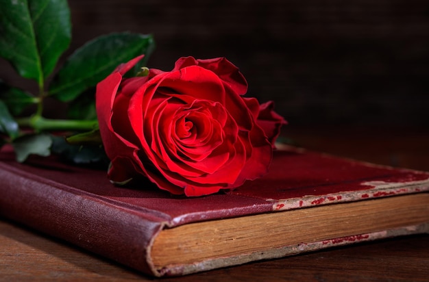 Red rose on a vintage book on dark background