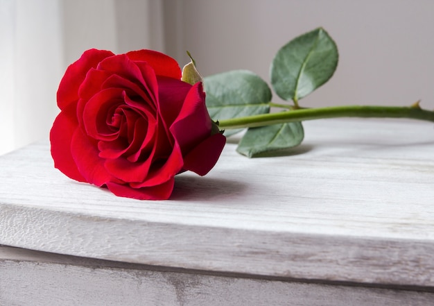 Red rose on vintage cabinet