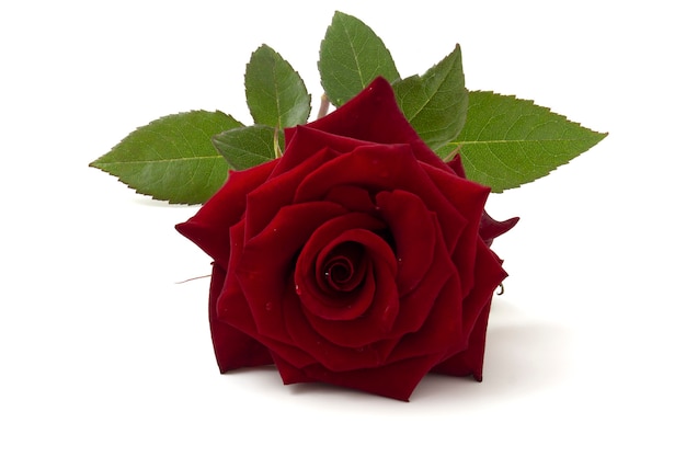 Red rose on a white background with green leaves