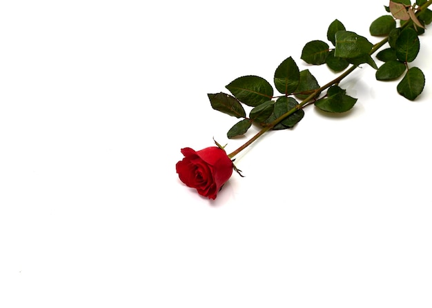 Photo red rose over white background