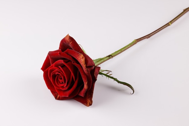 Red rose on white background