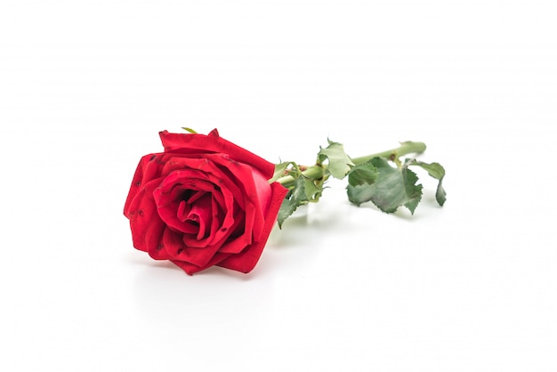 red rose on white background