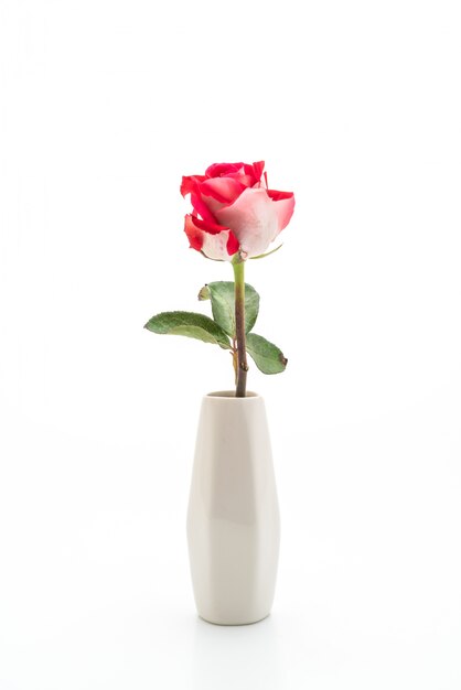 red rose on white background