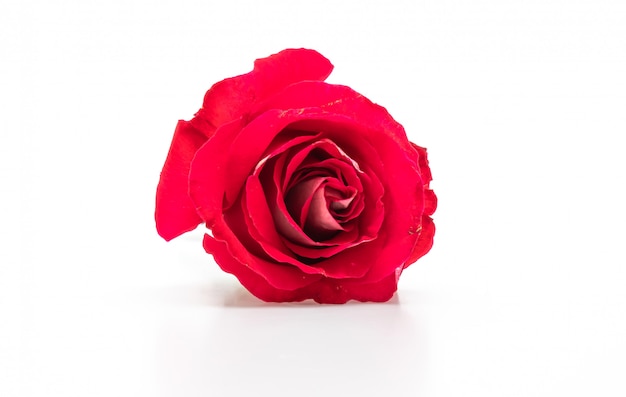 red rose on white background