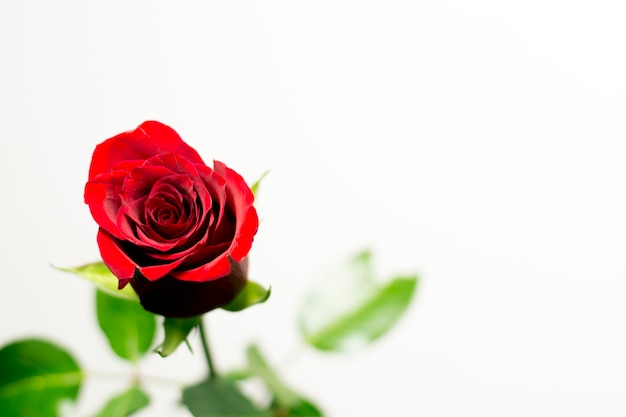 Red rose on a white background