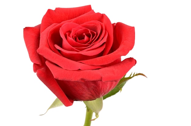 Red rose on a white background