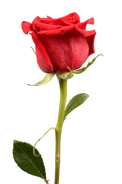 Red rose on a white background