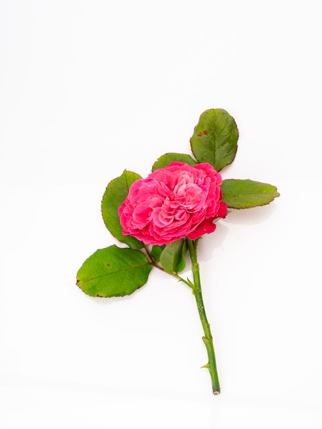 Red Rose on white background