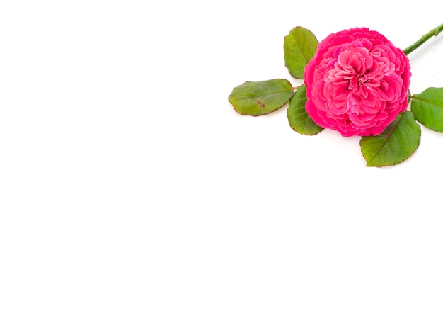 Red Rose on white background