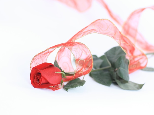 Red rose on a white backgroundphoto with copy space