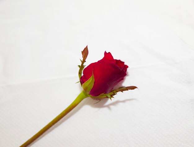 Photo red rose on white paper