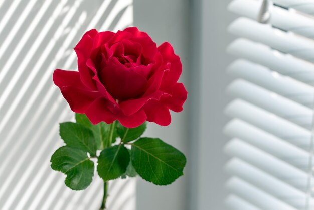 Red Rose on Window