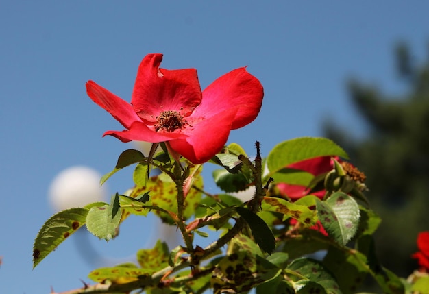 a red rose with a blue sky in the background