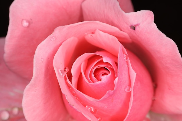 Rosa rossa con sfondo sfocato, fiori aperti e boccioli che presto sbocceranno.