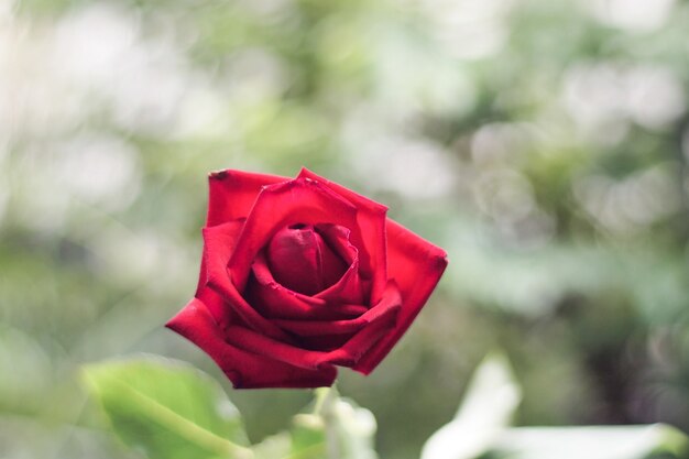 red rose with bokeh background