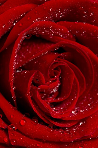 紅いバラと露の滴のクローズアップの垂直写真