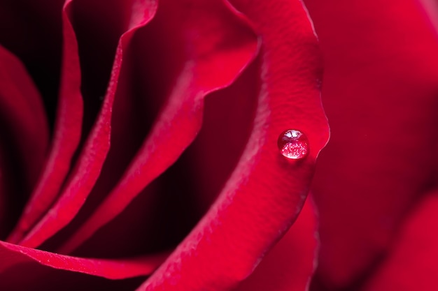 Una rosa rossa con gocce di rugiada sulla macro del primo piano dei petali