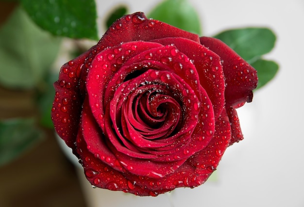 Red rose with drops