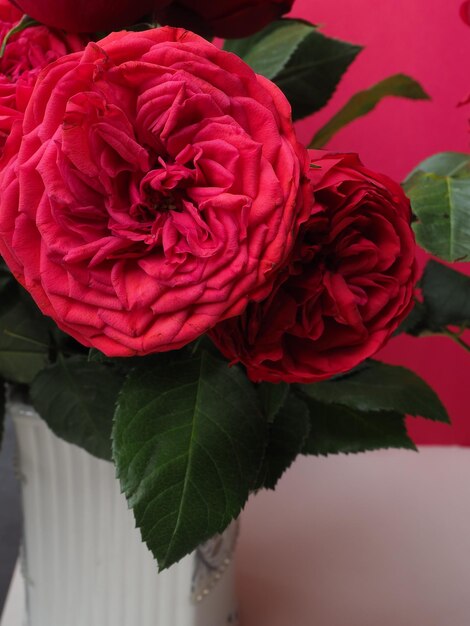 A red rose with a green leaf next to it