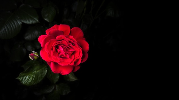 Premium Photo | Red rose with green leaves on a black background  illustration