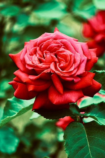 A red rose with green leaves and a green leaf