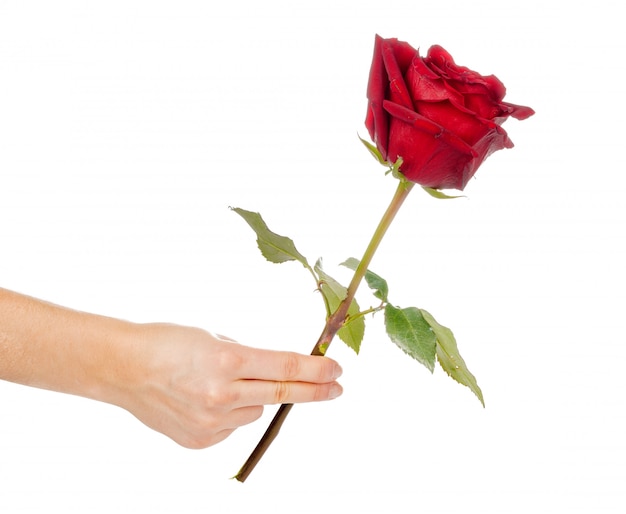 Red rose with green leaves isolated on white background