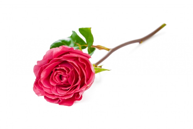 Red rose with green leaves isolated on white 