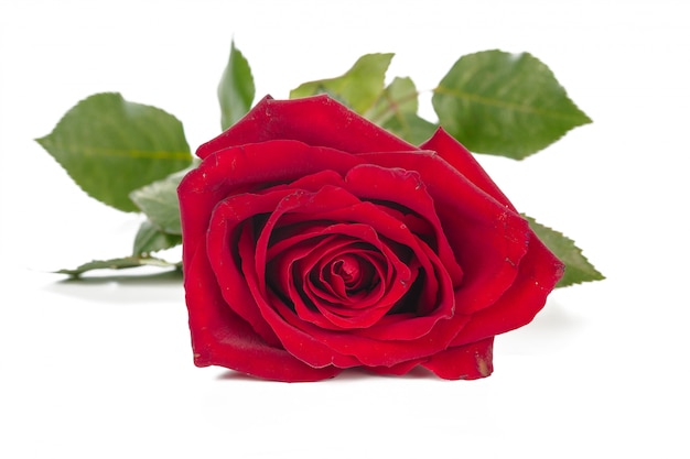 Red rose with green leaves isolated