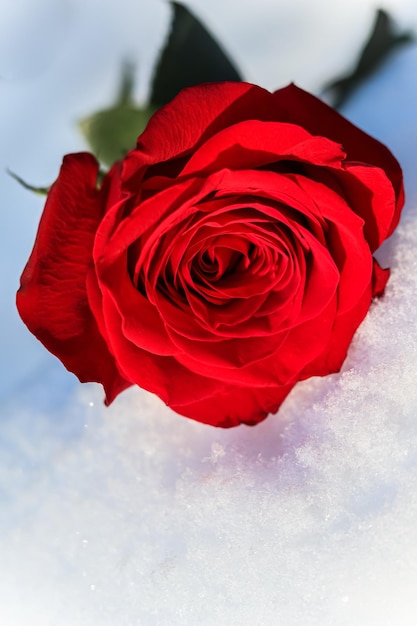 Red rose with green leaves on a white natural snow background Holiday concept