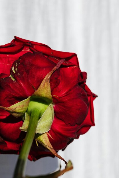 Photo a red rose with a green stem and a green stem