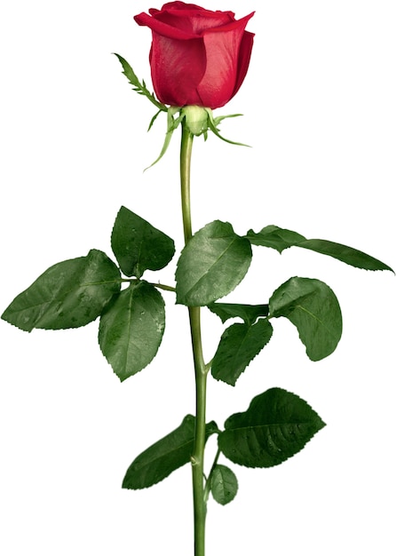 Red Rose with Green Stem