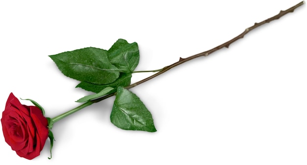 Red Rose with Green Stem