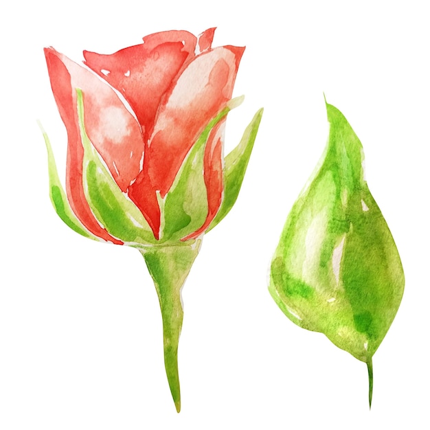 Red rose with leaf watercolor element