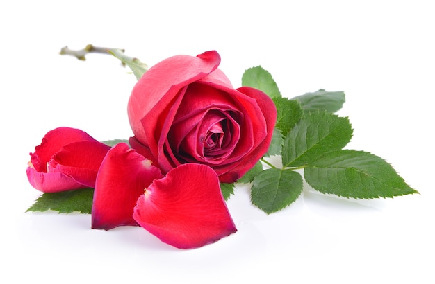 red rose with leaf on white background