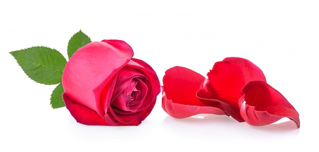 Red rose with leaf on white 