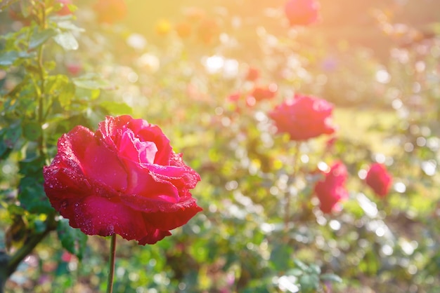 Red rose with lighting blurred background