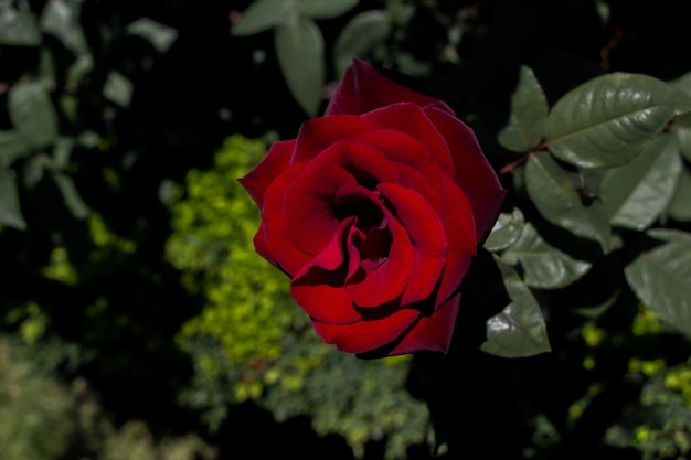 数字の3が付いた赤いバラ