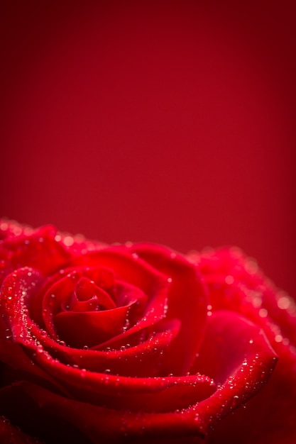 Красная роза с каплями дождя