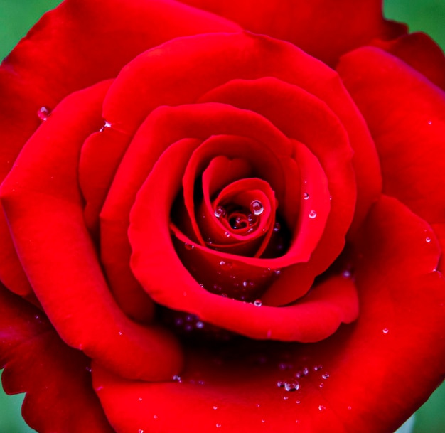 Red rose with raindrops on it