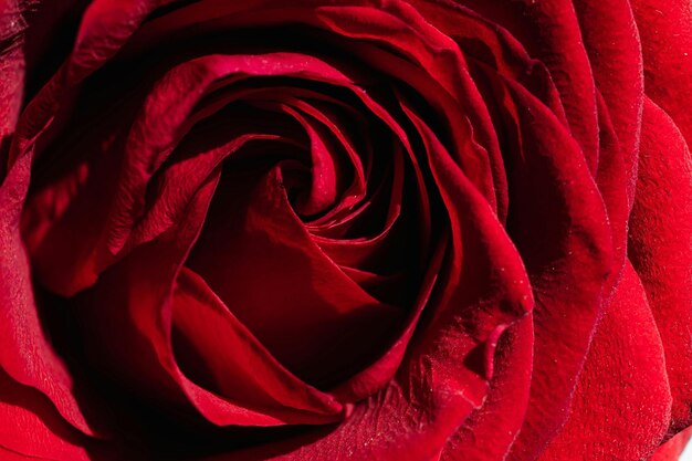 a red rose with a red background and a red flower