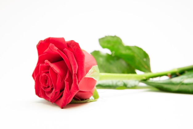 Red rose with stalk and leaves lying on surface