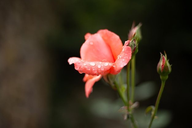 a red rose with water droplets on it