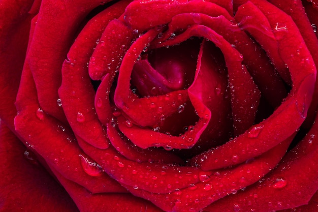 Red rose with water droplets