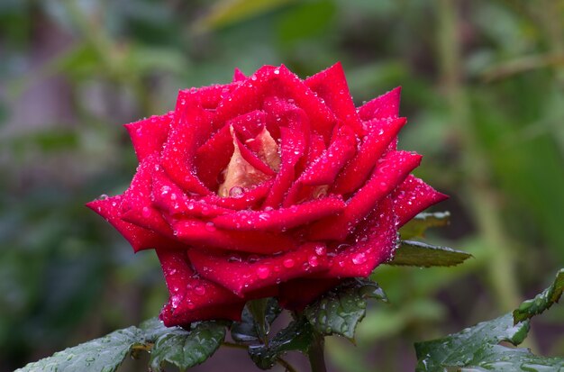 Red rose with water drops close up