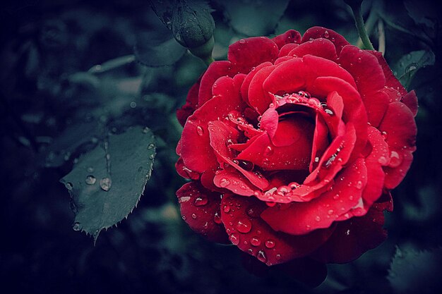 Foto una rosa rossa con gocce d'acqua su di essa