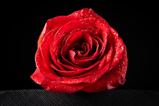 Red rose with water drops