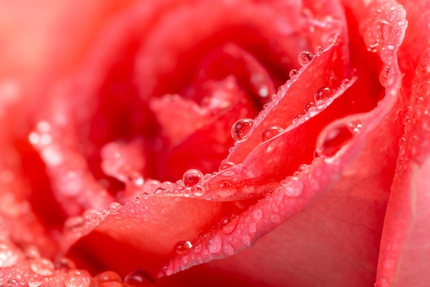 red rose with water drops