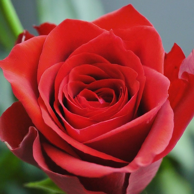 Foto una rosa rossa con uno sfondo bianco e uno sfondo scuro